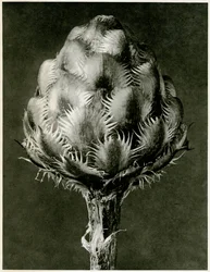 Centaurea Grecesina. 1929